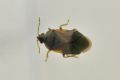 Cardiastethus nazarenus